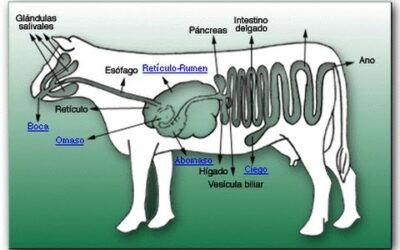 para que sirve el segundo estomago de una vaca