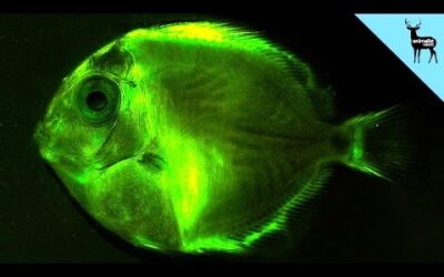 para que sirve la bioluminiscencia en el oceano iluminando los misterios de la oscuridad
