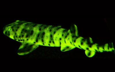 para que sirve la bioluminiscencia en las criaturas del mar profundo