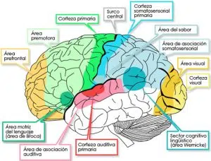 para que sirve la melodia de una cancion en nuestro cerebro