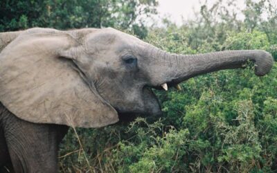 para que sirve la trompa de un elefante