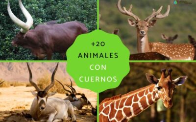 para que sirven los cuernos en diferentes animales