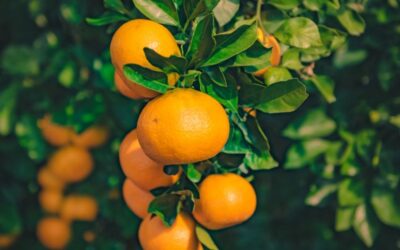por que la vitamina c es tan importante el secreto de los citricos 1
