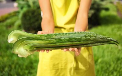 por que los antioxidantes son beneficiosos los defensores de nuestras celulas