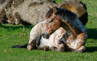 por que los caballos duermen de pie