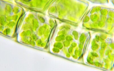 por que los cloroplastos son tan importantes para la vida en la tierra 1
