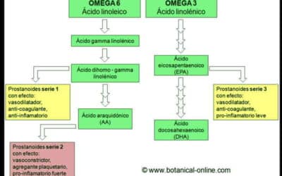 por que son esenciales los acidos grasos omega 6 el equilibrio de la grasa