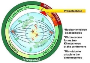 que es el ciclo celular y por que es importante el ritmo de la vida a nivel microscopico 1