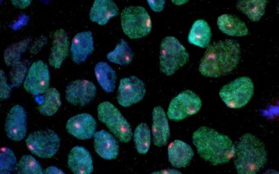que es la pluripotencia y por que es vital en las celulas madre claves para la regeneracion