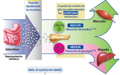 que ocurre cuando nuestro cuerpo deja de producir insulina