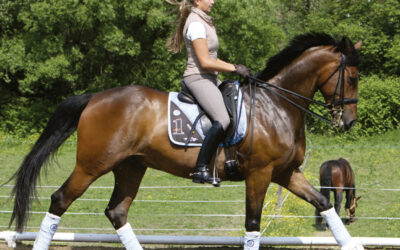 que ocurre en el cuerpo de un caballo cuando galopa