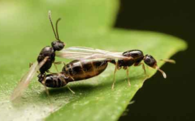 que ocurre en el cuerpo de una hormiga reina durante su vida