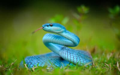 que ocurre en el cuerpo de una serpiente cuando come una presa mas grande que ella