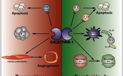 que son las citoquinas las moleculas que controlan nuestro sistema inmunologico