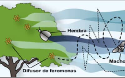 que son las feromonas las moleculas que controlan nuestro comportamiento sexual