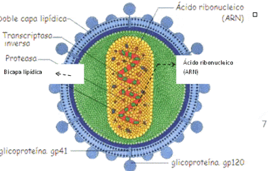 que son las glicoproteinas las moleculas que dan identidad a nuestras celulas