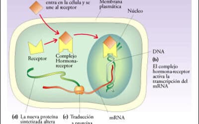 que son los esteroides las moleculas controvertidas