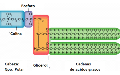 que son los fosfolipidos las moleculas que forman nuestras membranas