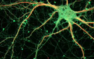 que son los neuropeptidos las moleculas que modulan nuestro cerebro