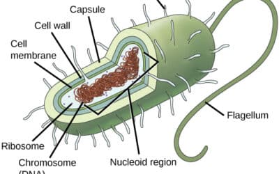 que son los peptidoglicanos las moleculas que dan forma a nuestras celulas