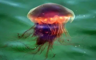 que sucede cuando una medusa te pica descifrando el veneno acuatico