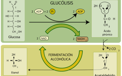 que sucede si la fermentacion lactica se detiene cuando nuestros musculos se quedan sin energia