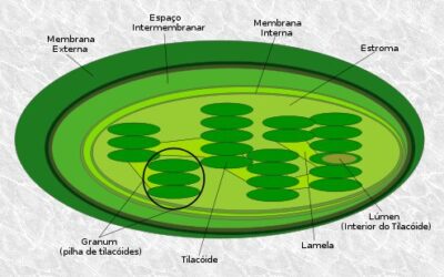 que sucede si la glucogenolisis se detiene cuando nuestras celulas se quedan sin reservas