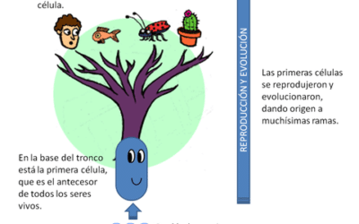 que sucede si se detiene la respiracion celular cuando nuestras celulas se quedan sin aire