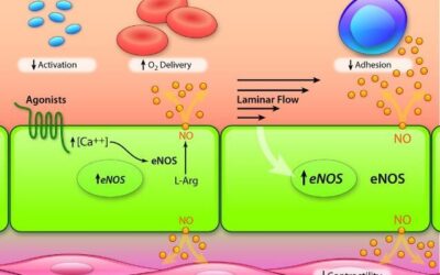 que sucede si se inhibe la ciclooxigenasa cuando nuestras celulas quedan sin inflamacion 1