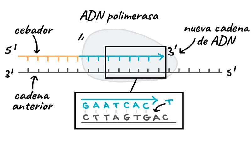 ADN Polimerasa