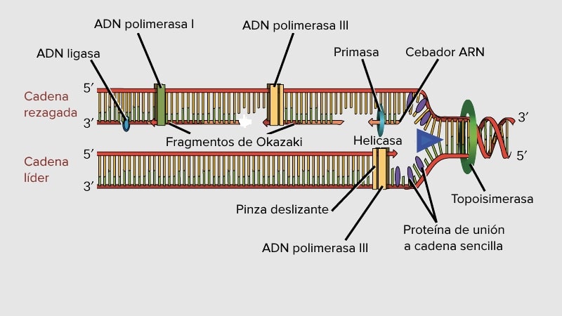 ADN polimerasa 1