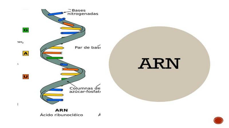ARN 4