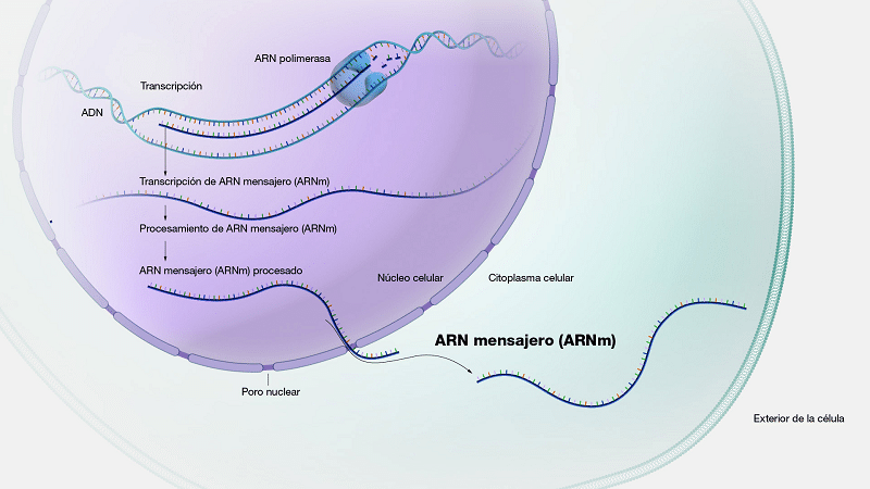 ARN mensajero1