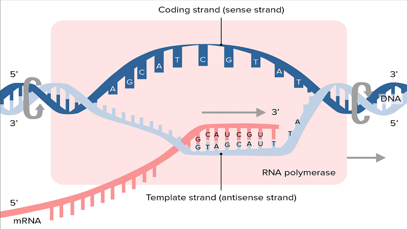 ARN1