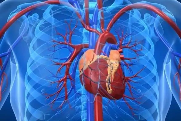 CARDIOVASCULAS 2