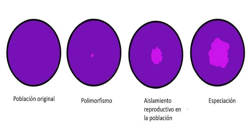 Especiacion tipos