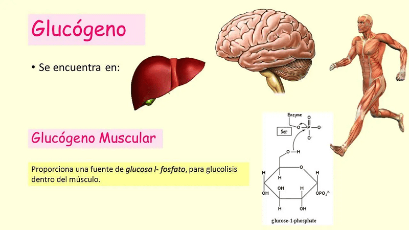 Glucogeno