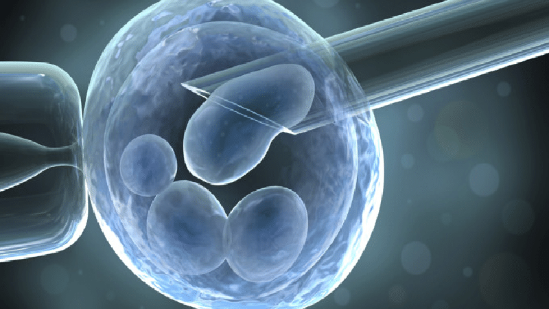 Herencia del ADN mitocondrial2