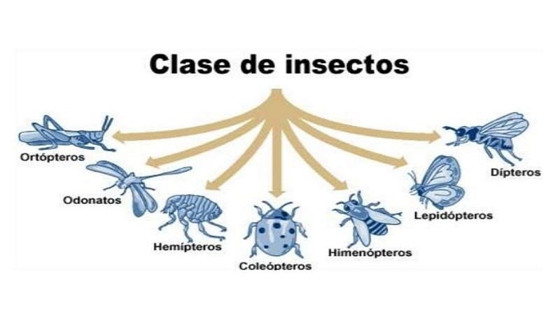 INSECTOS 1