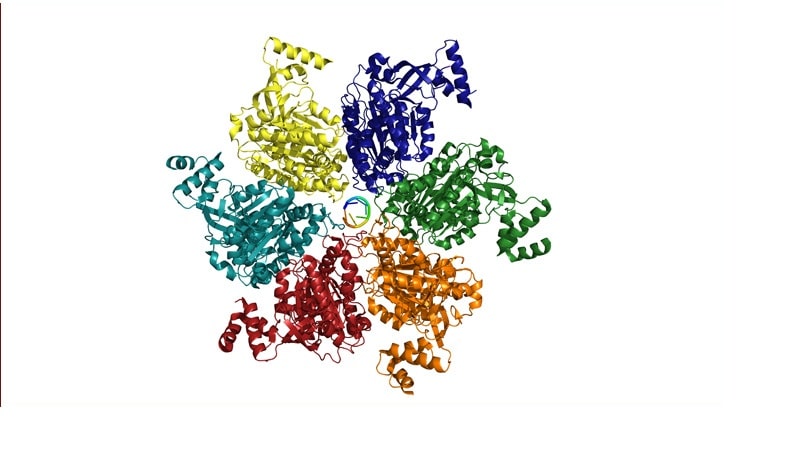 Prion enzimas