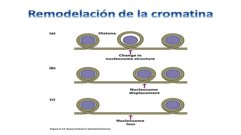 Remodelacion de la Cromatina2