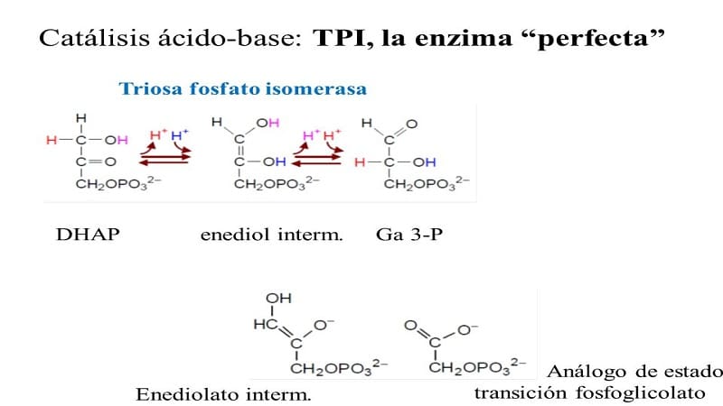 Triosa Fosfato Isomerasa TPI