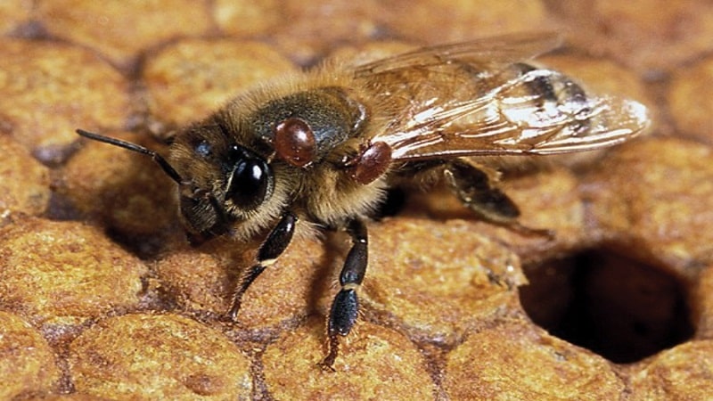 abeja produciendo