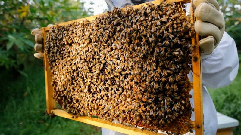 abeja productora
