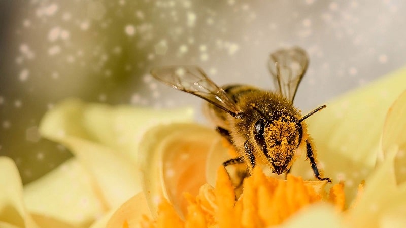 abejas cuando son una amenaza