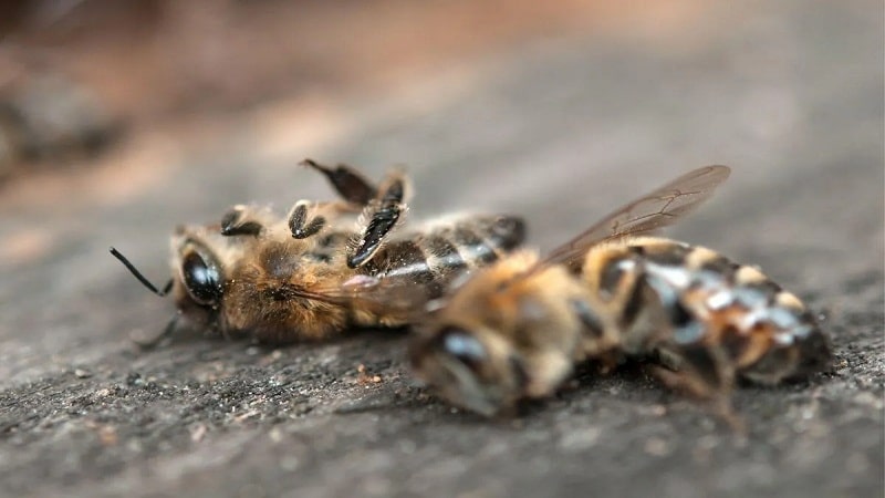 abejas desaparece