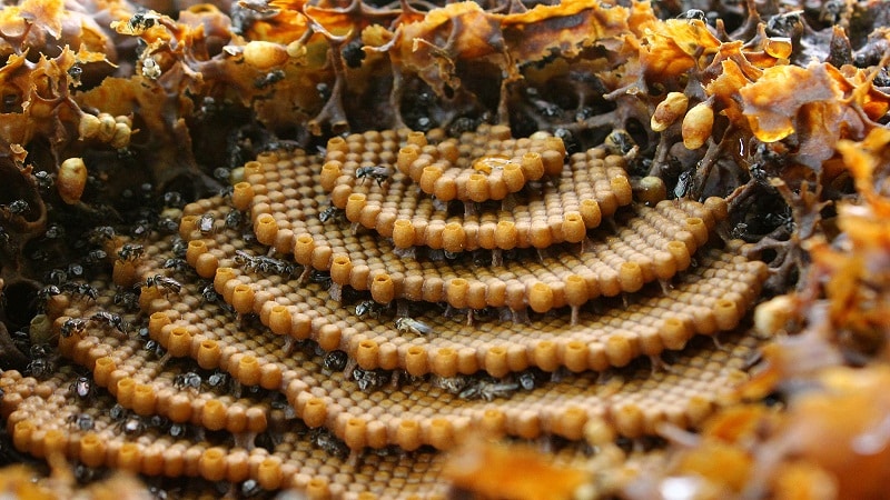 abejas en sus colmenas