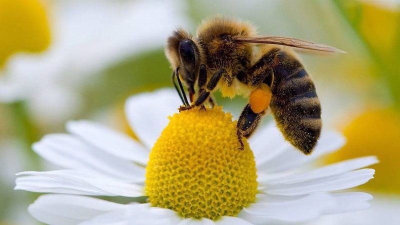 abejas polinizadora