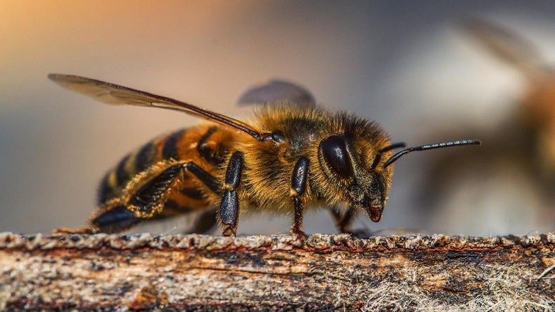 abejas productoras