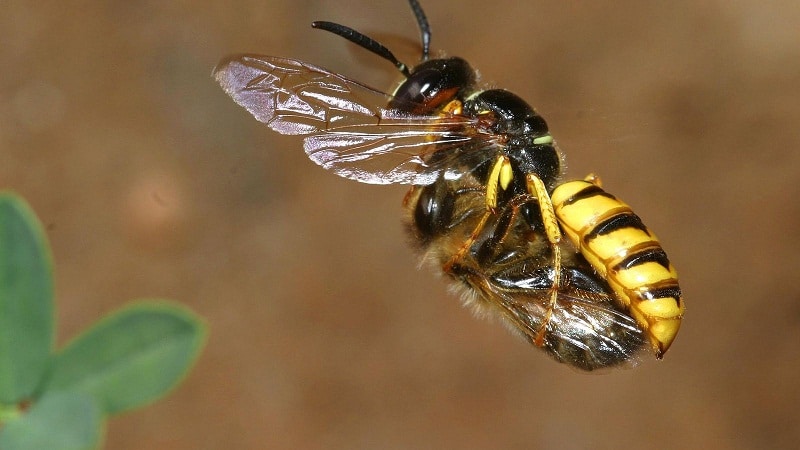 abejas que desaparecen